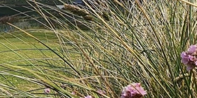 article image:  Following agreement with STRI 