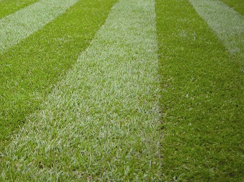 striped Lawn grass turf close sml