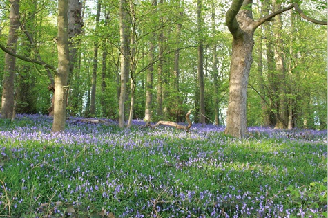 bluebell wood sml