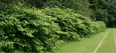 japanese knotweed sml